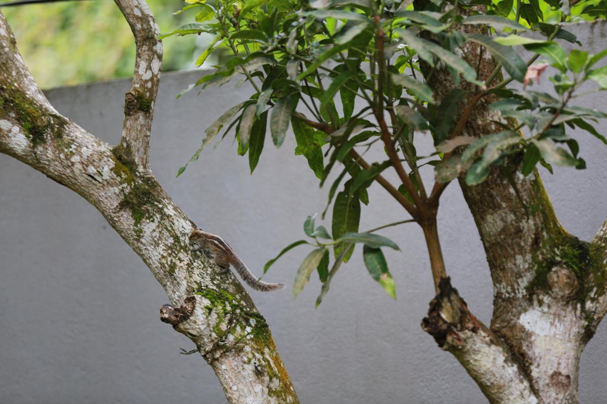 Thambara Villa Unawatuna Exteriér fotografie